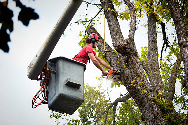 Best Tree Removal  in Brainerd, MN